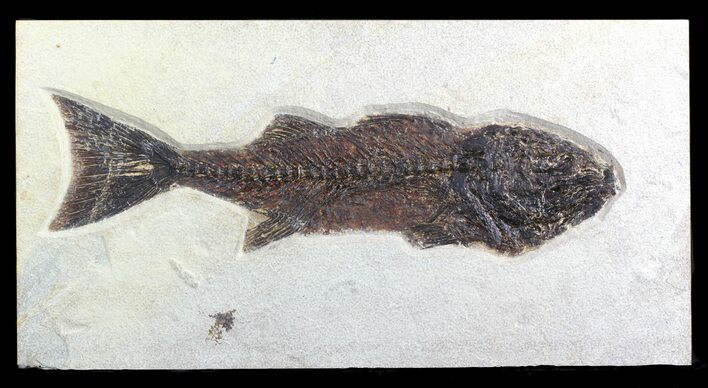 Mioplosus Fossil Fish - Green River Formation, Wyoming #13261